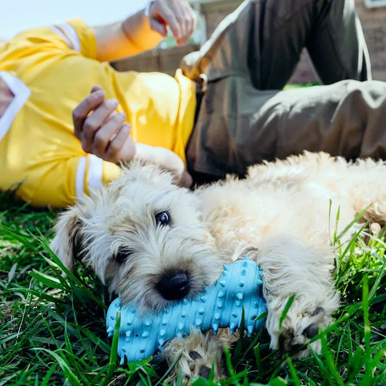 A happy puppy chewing on a durable, safe chew bone designed for young dogs