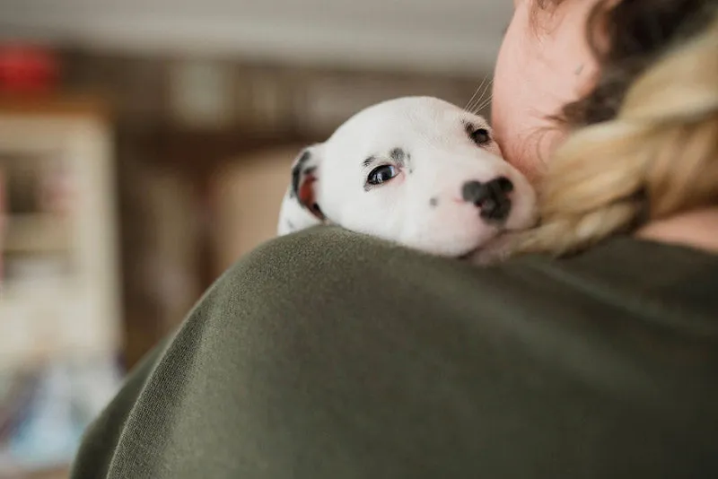 A happy puppy chewing on a raw bone, with the text 'What age can I give my puppy a bone'