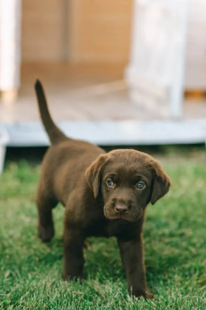 A happy puppy enjoying a treat