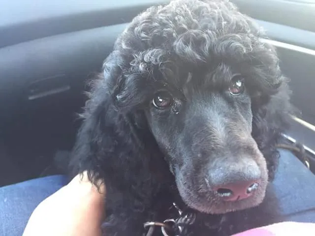 A happy puppy in a training class, sitting politely