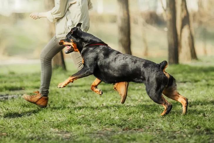 A happy Rottweiler runs through a grassy park, playing fetch with its owner on a sunny day.