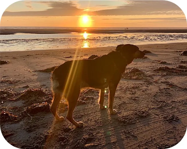 A happy senior dog looking directly at the camera with a gentle, friendly expression