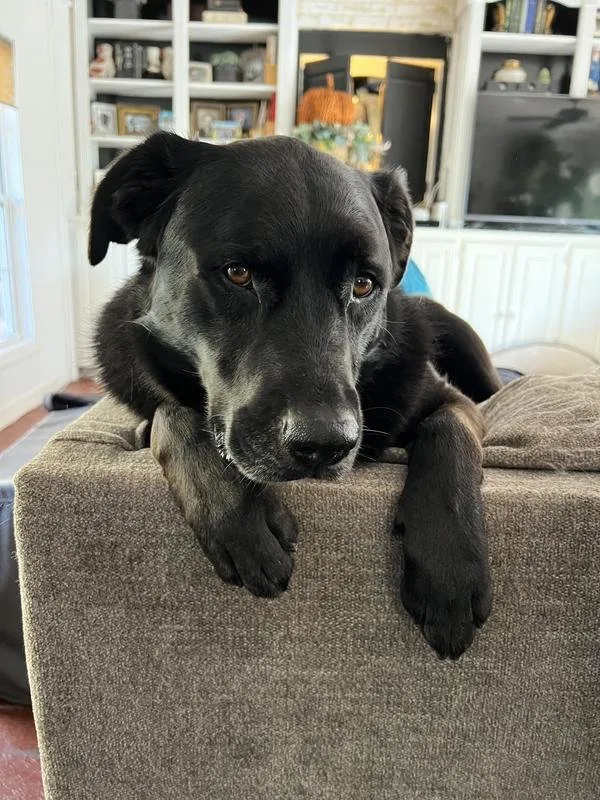 A happy senior dog resting comfortably, appearing healthy and content