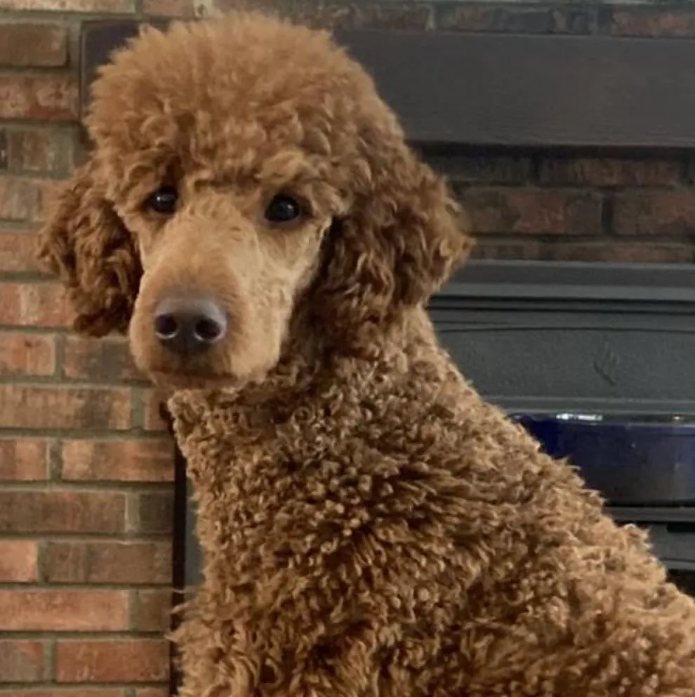 A happy Standard Poodle regaining weight and vitality with fresh food