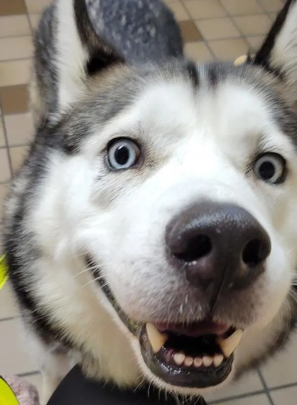 A healthy Alusky dog named Smokey, whose owner found him a food that improved his digestion and excitement for meals.