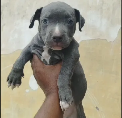 A healthy American Bully XXL puppy with a striking coat