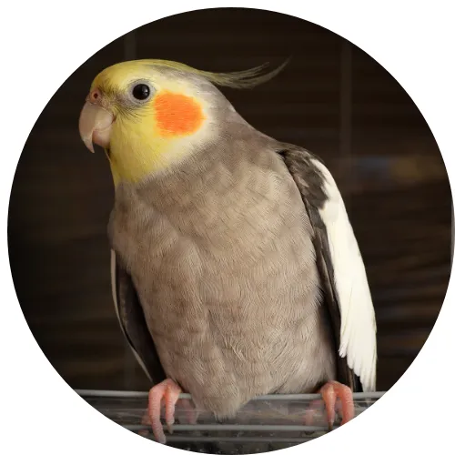 A healthy cockatiel perched, with vibrant feathers and a keen gaze, symbolizing proper care.