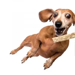 A healthy Dachshund on a walk, emphasizing its long body shape