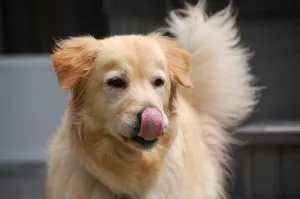 A healthy Golden Retriever enjoying mealtime with a bowl of high-quality kibble