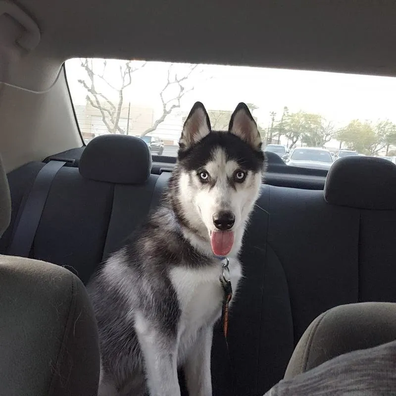 A healthy husky with a vibrant coat, looking well-fed and happy