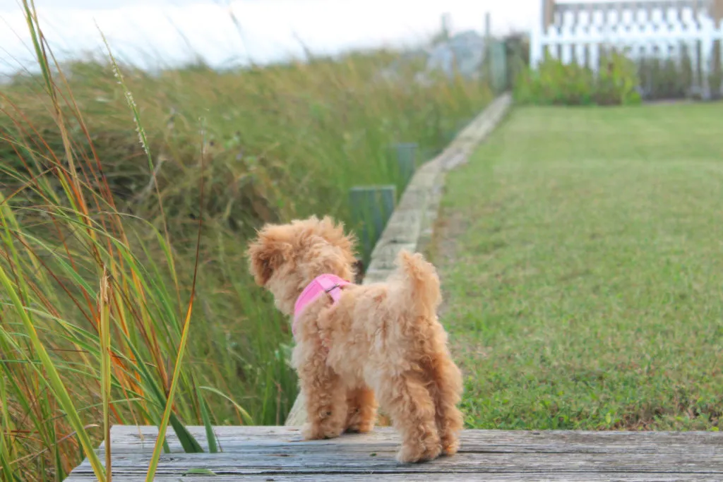 A healthy Maltipoo puppy playing outdoors in the grass