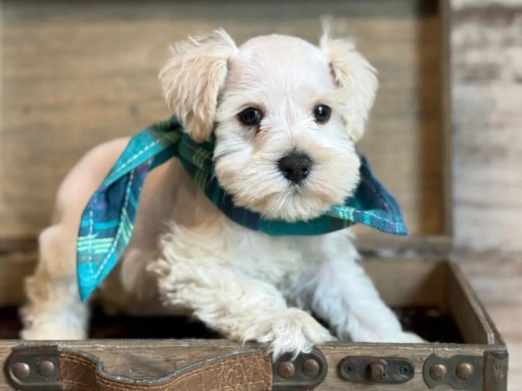 A healthy White Miniature Schnauzer puppy looking directly at the camera with bright eyes
