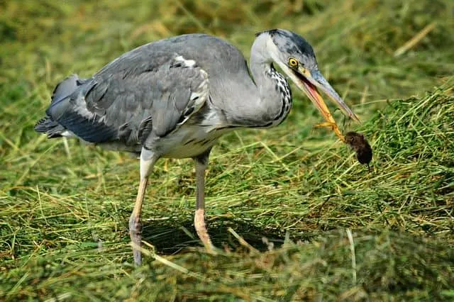 A heron patiently hunts voles in tall grass, demonstrating predatory feeding behavior.