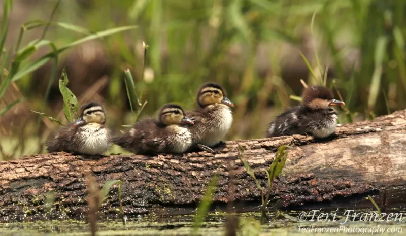 A Hooded Merganser duckling swims amongst Wood Duck ducklings, illustrating inter-species nest parasitism where a foster mother raises the young of another species.