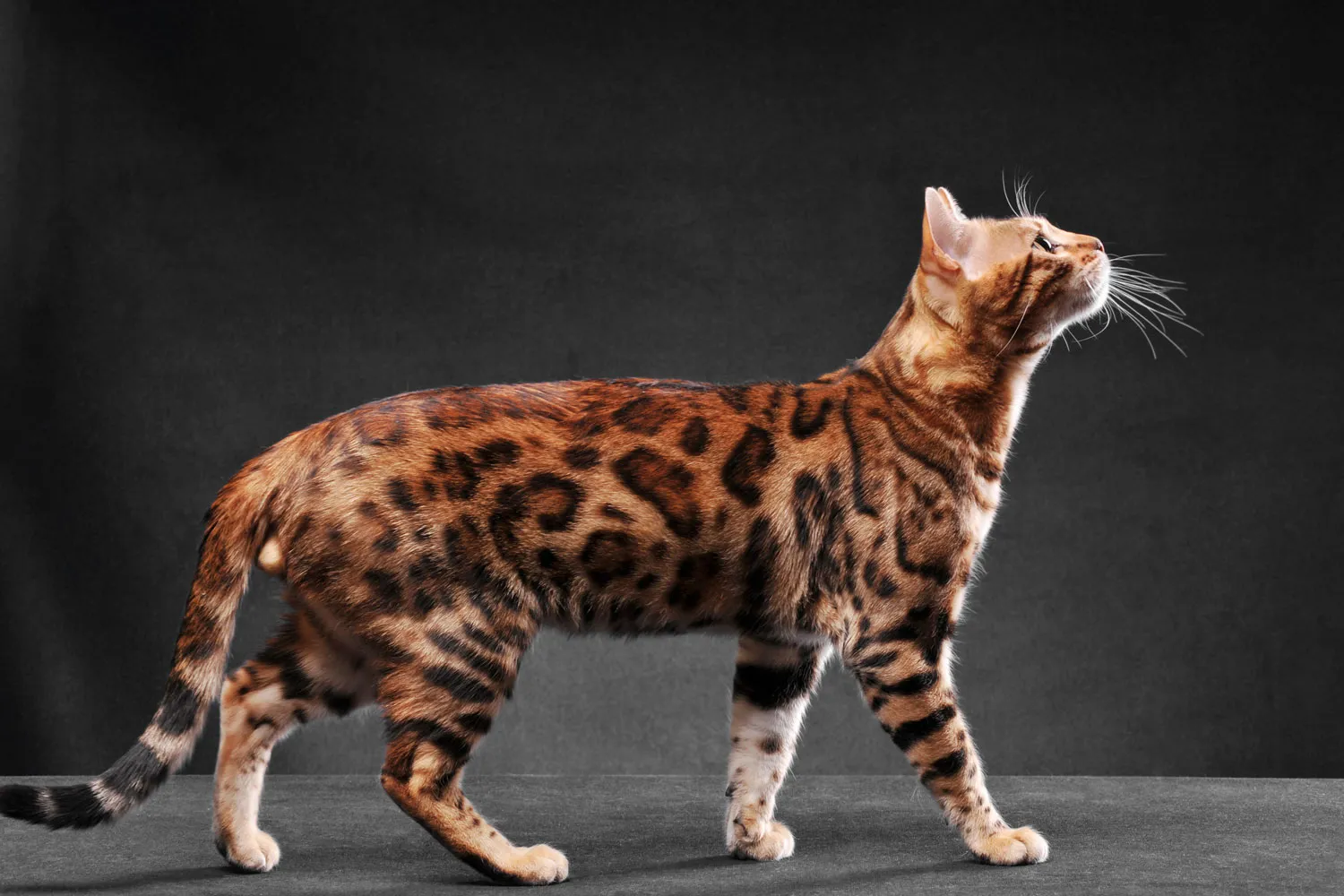 A huge Bengal cat photographed on a dark gray background