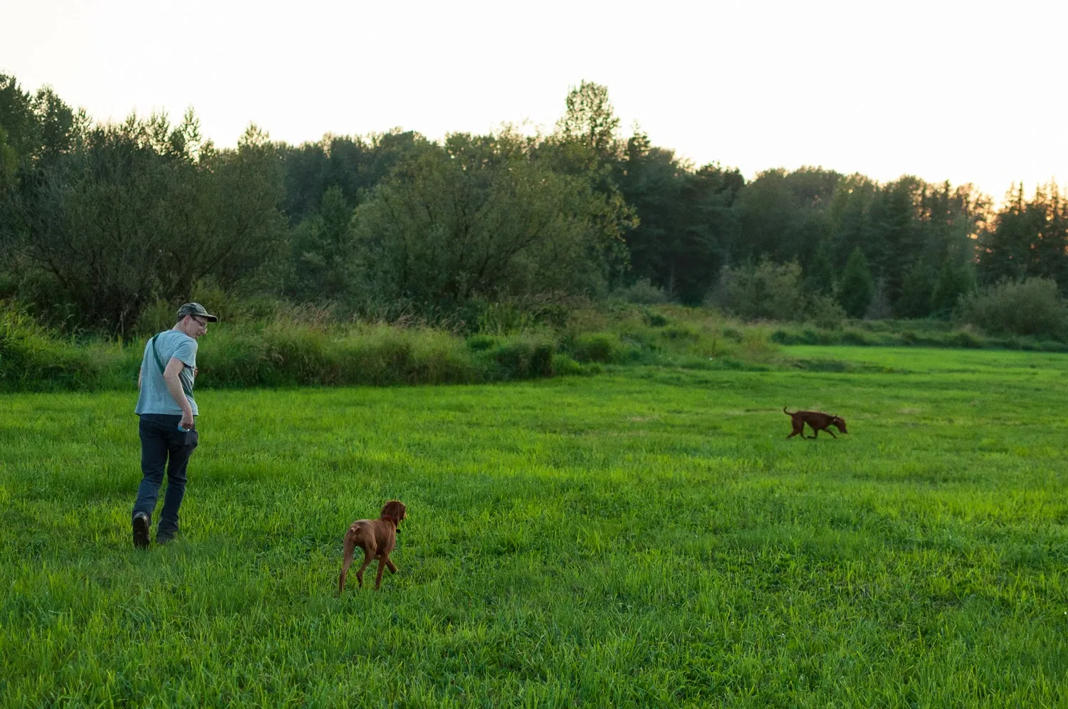 A huge space for dogs to roam