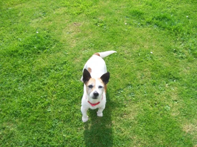 A Jack Russell Terrier intently watching its owner during a training session with a treat in hand.