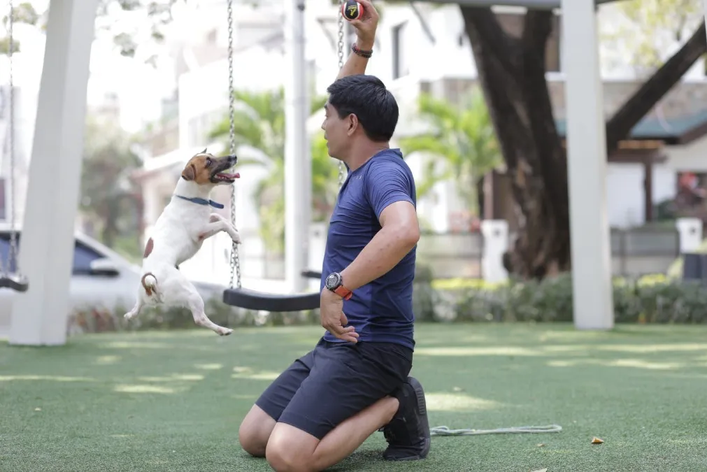 A joyful dog running and playing outdoors with a frisbee, illustrating the importance of consistent exercise