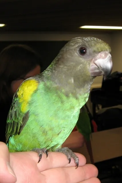 A juvenile Meyer's Parrot