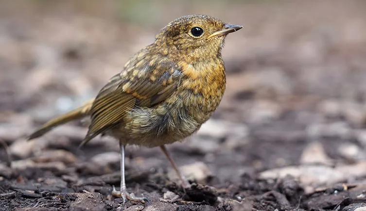 A juvenile robin with speckled brown and gold feathers, lacking the red breast.