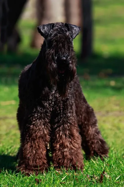 A Kerry Blue Terrier with distinctive blue-gray wavy fur