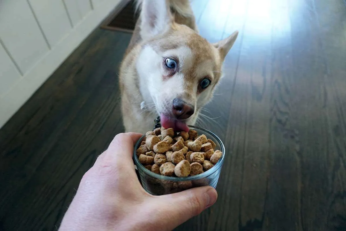 A Klee Kai dog, Copper, tasting The Honest Kitchen food from a bowl