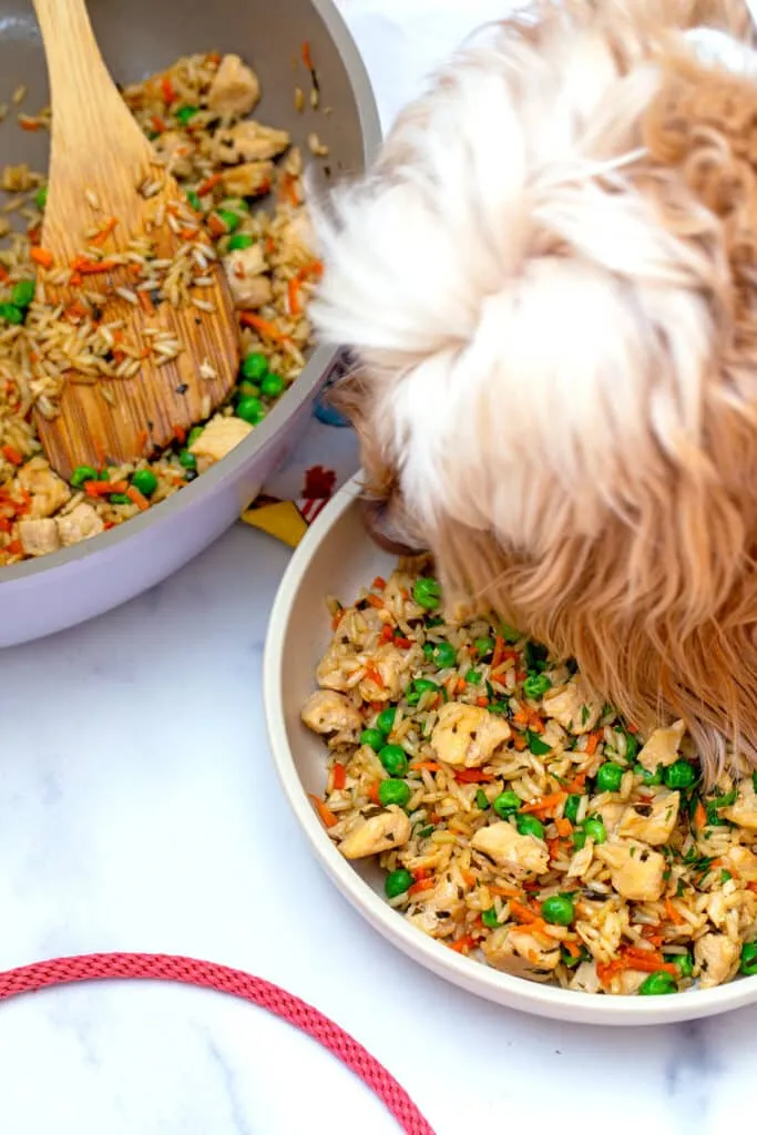 A Labradoodle eating enthusiastically from a bowl of chicken and rice mixed with carrots and peas.