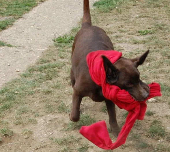 A Labrador puppy chewing on a wooden item, illustrating destructive tendencies