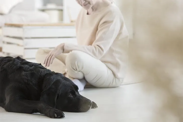 A Labrador Retriever therapy dog gently rests its head on a sick woman lying in bed, providing comfort.