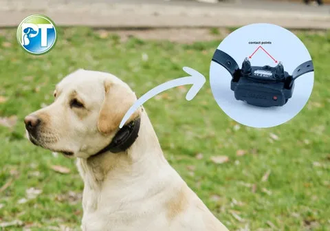 A Labrador Retriever wearing an e-collar, demonstrating correct fit and placement