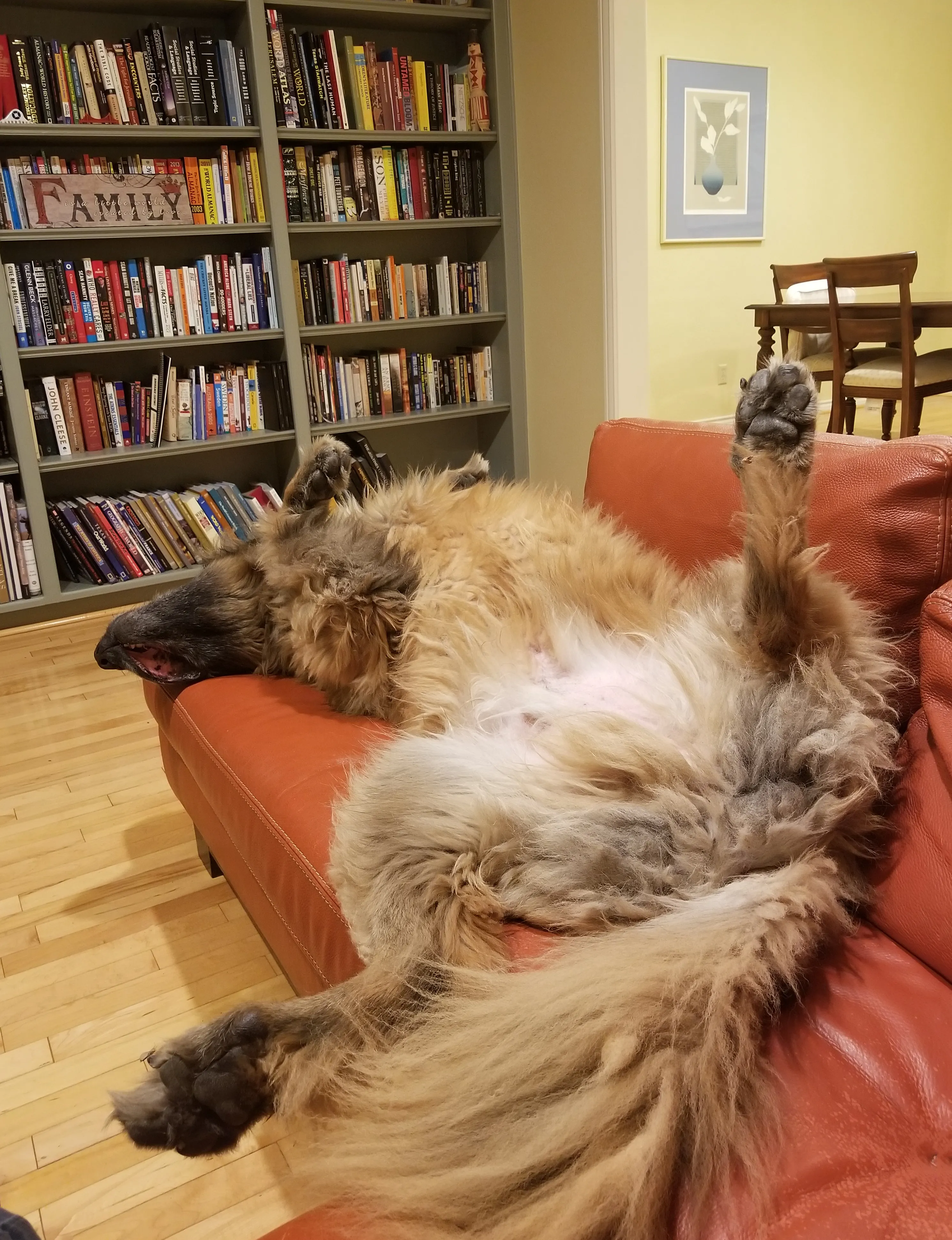 A large Australian Shepherd is splayed out across a wide sofa, taking up almost the entire seating area, looking completely content.