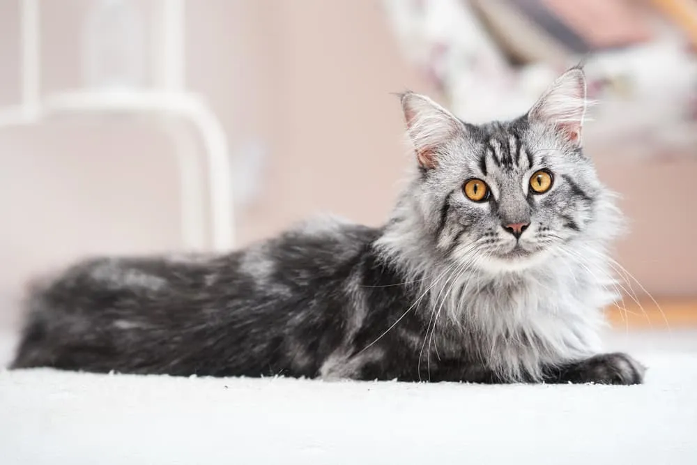 A large black and white Maine Coon cat with a luxurious long coat resting on a rug