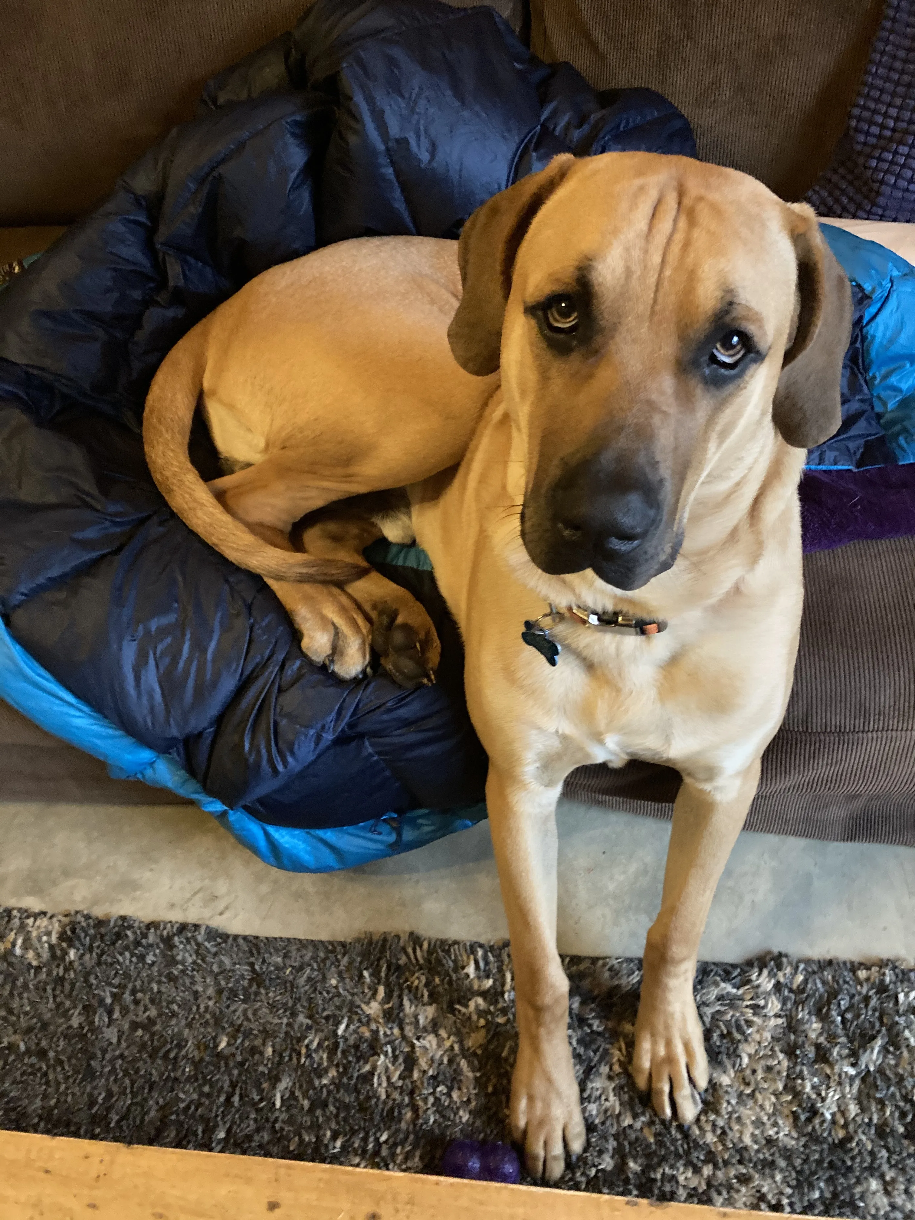 A large Black Mouth Cur dog, Fuller, relaxing on a couch with one paw on the floor