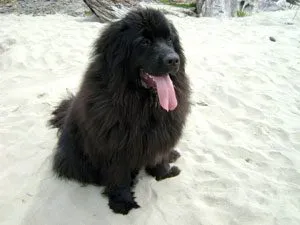 A large, black Newfoundland dog with a thick coat