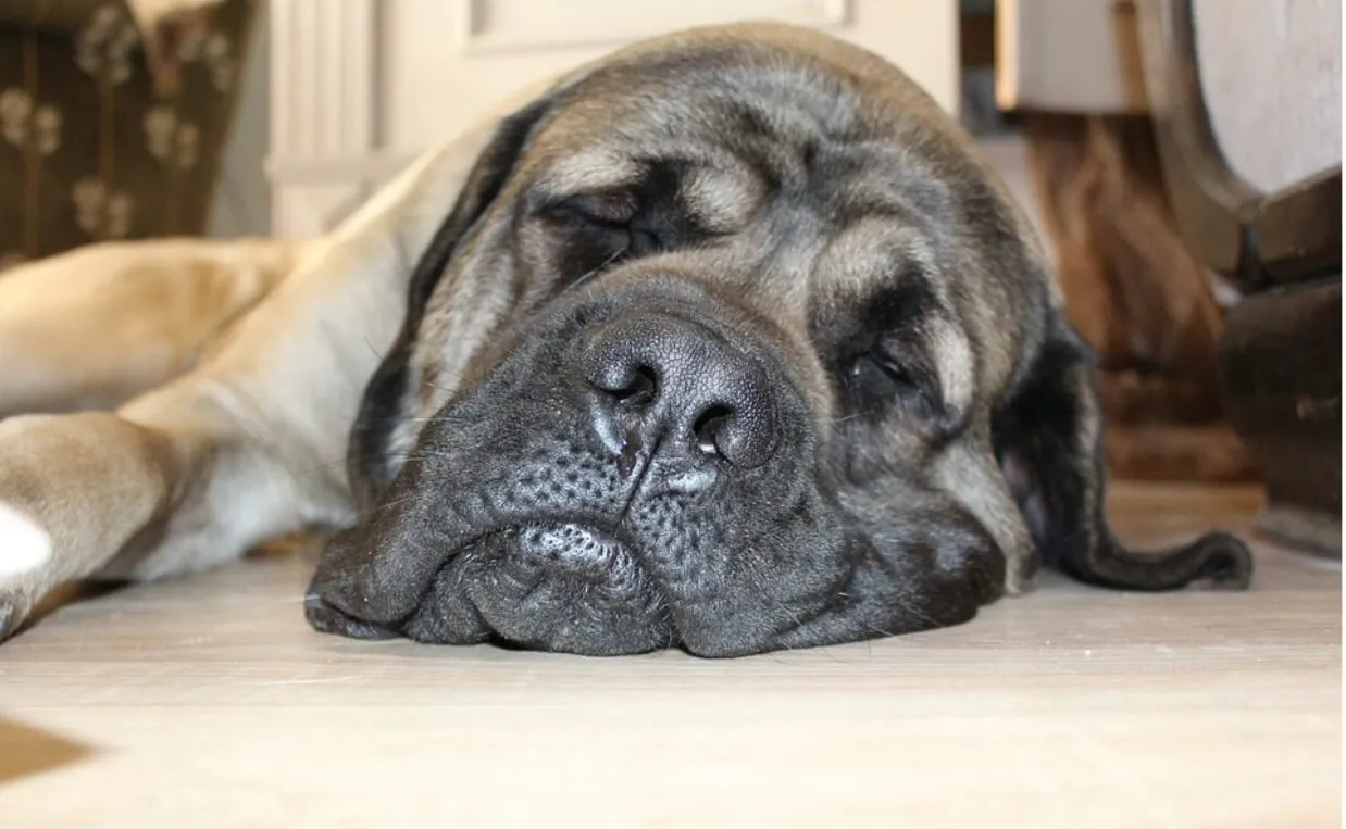 A large breed dog looking unwell, resting on a comfortable blanket after a stomach upset.