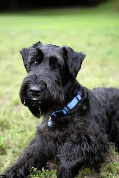 A large, dark-coated Giant Schnauzer standing alert