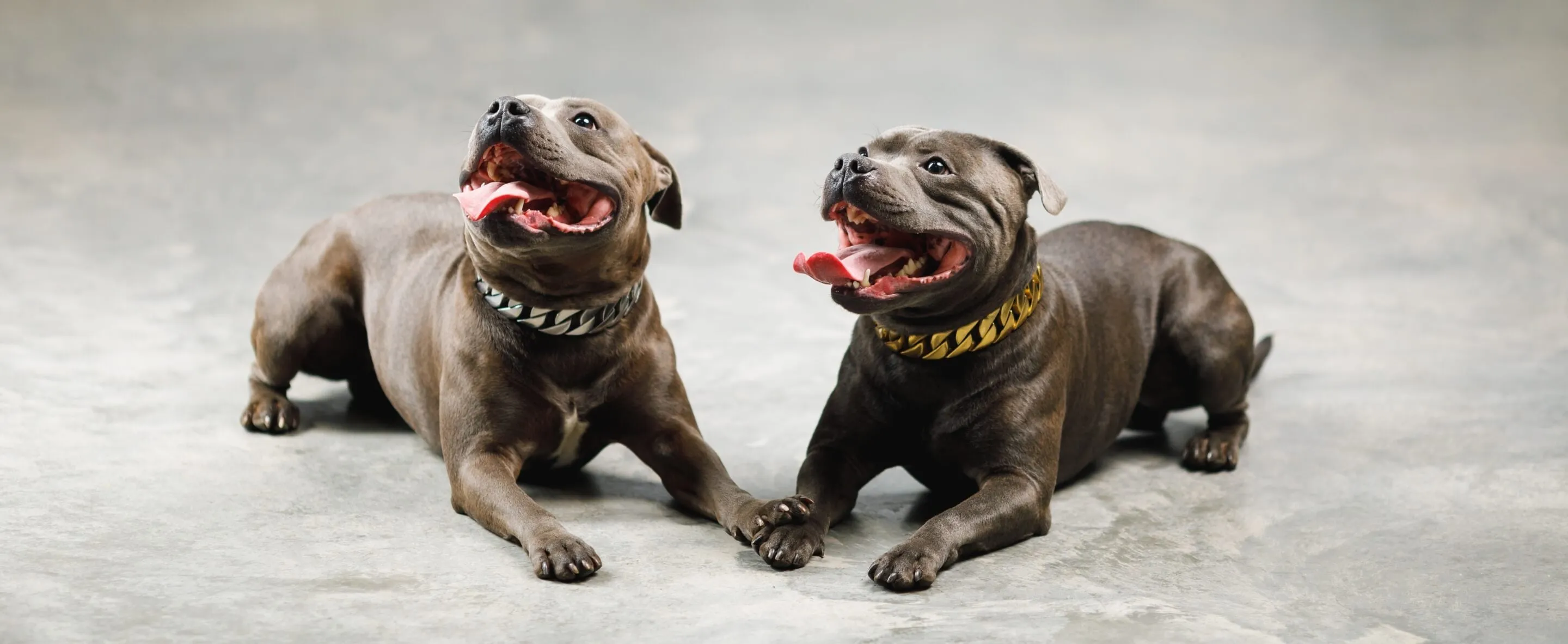 A large dog wearing a thick, shiny gold Cuban link dog collar, exuding luxury.