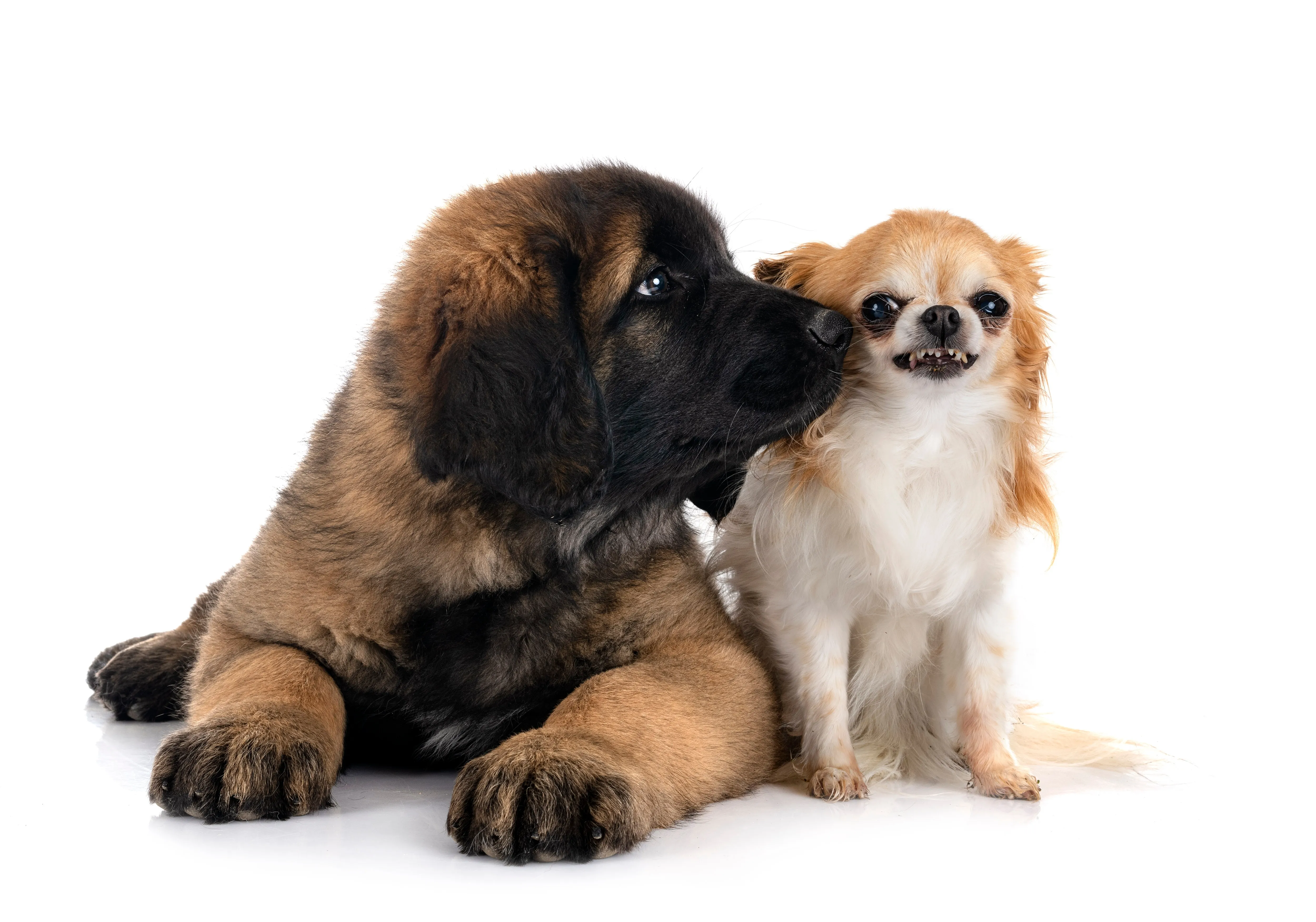 A large, fluffy Australian Shepherd puppy is seen attempting to "kiss" a tiny Chihuahua, who appears less than thrilled by the affectionate gesture.