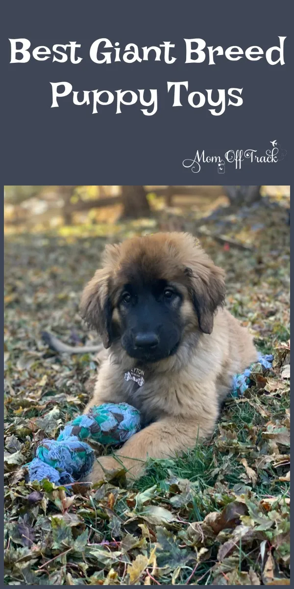 A large, fluffy Leonberger puppy looking intently at a sturdy chew toy
