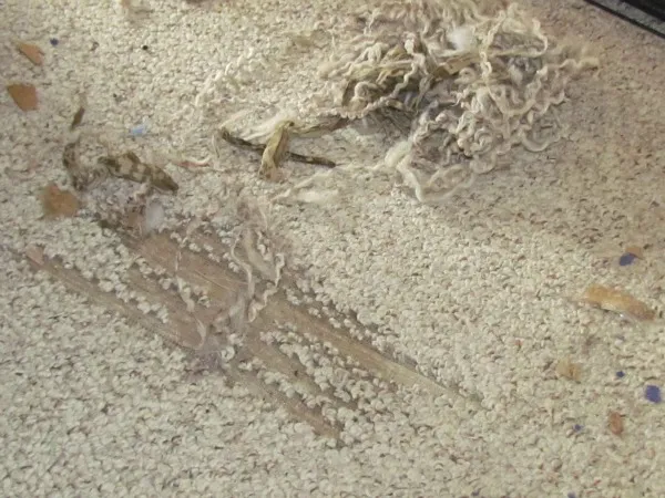 A large hole torn in a berber carpet, illustrating dog mischief