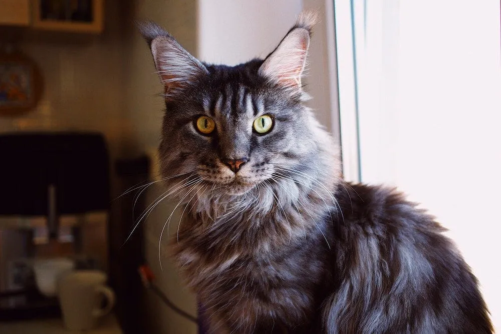 A large Maine Coon cat with long fur exuding gentle, majestic calm