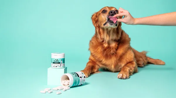 A large, red-colored dog taking a Pooch & Mutt Joint Supplement, with the product tub beside it, against an aqua blue background