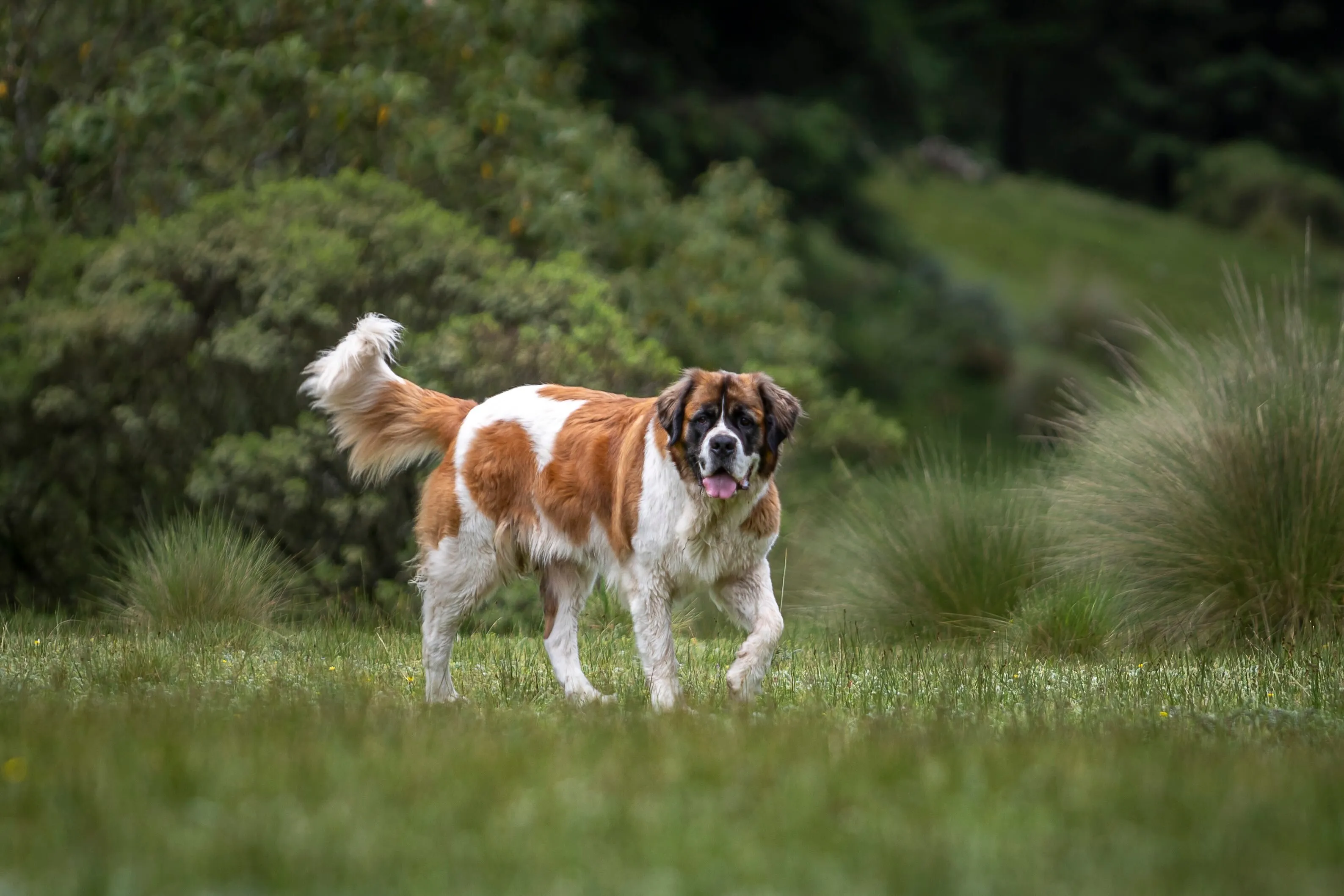 A large Saint Bernard dog walking gracefully through a grassy field
