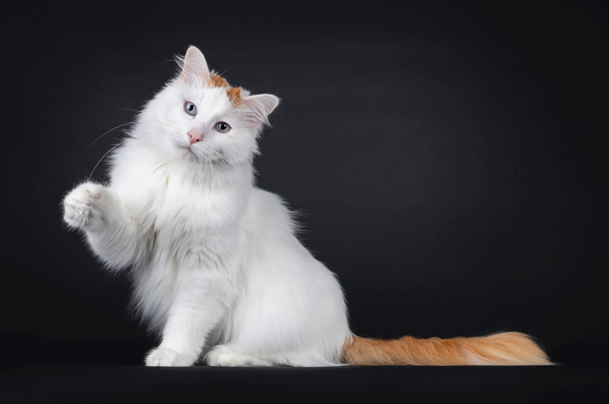 A large Turkish Van cat sitting against a black background, demonstrating its size and distinctive markings.