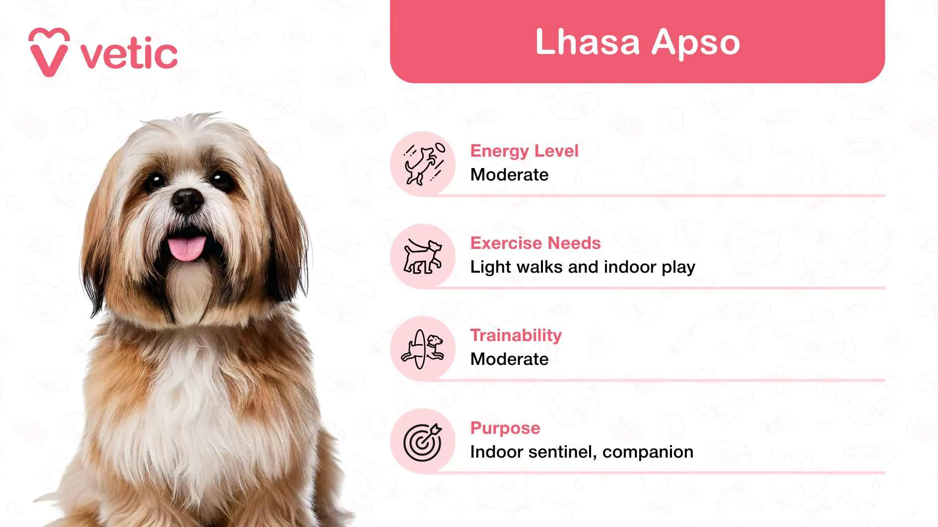A Lhasa Apso, a loyal and loving small dog breed from Tibet, known for its distinctive flowing coat and alert posture.