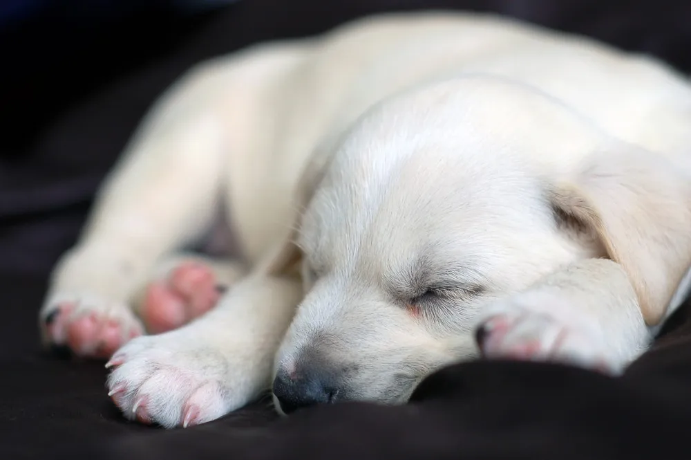 A light brown Labrador puppy is sound asleep, curled up on a soft surface.
