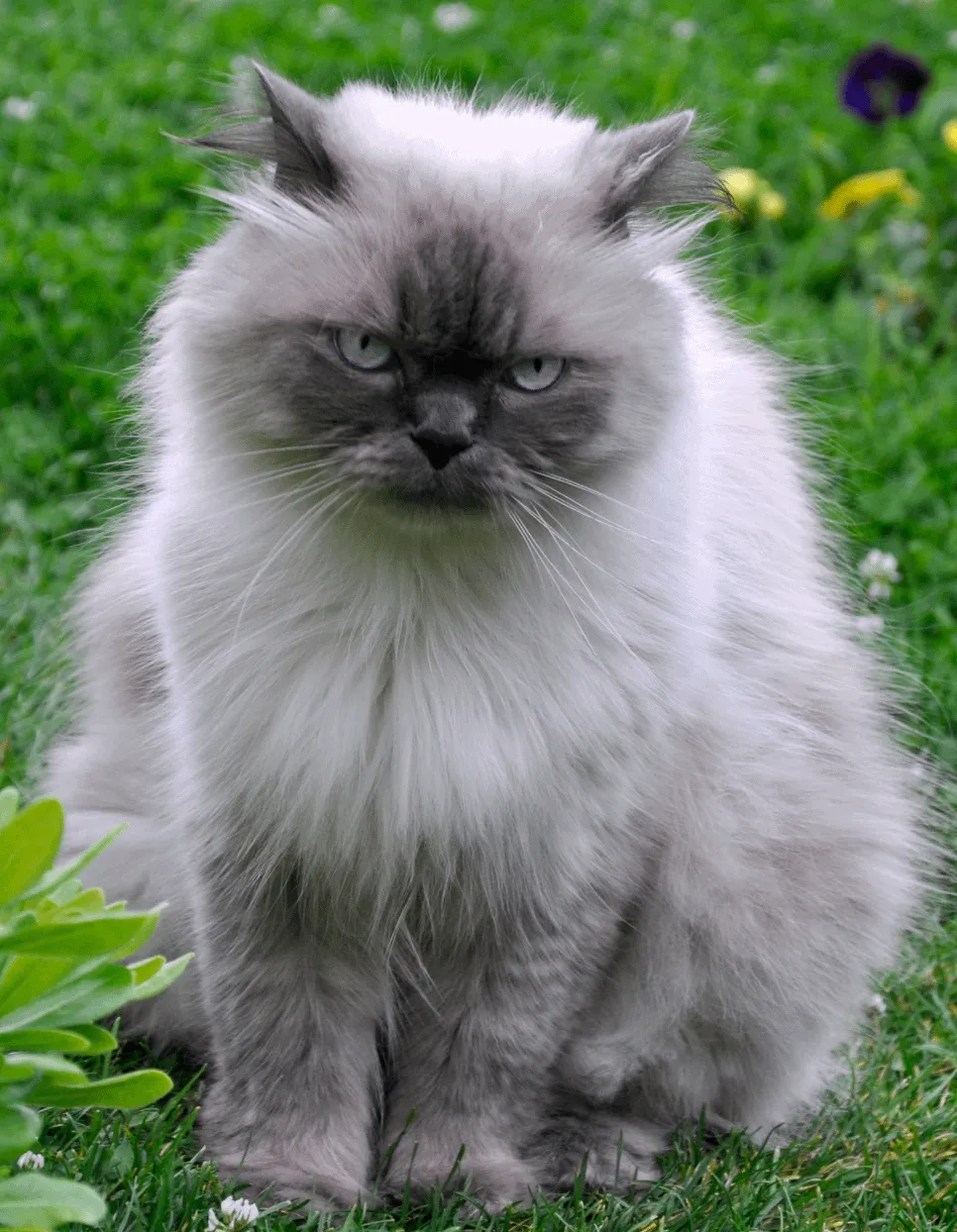 A Lilac-Cream Point Himalayan cat demonstrating its unique color blend.