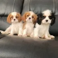 A litter of adorable Cavalier King Charles Spaniel puppies playing together.