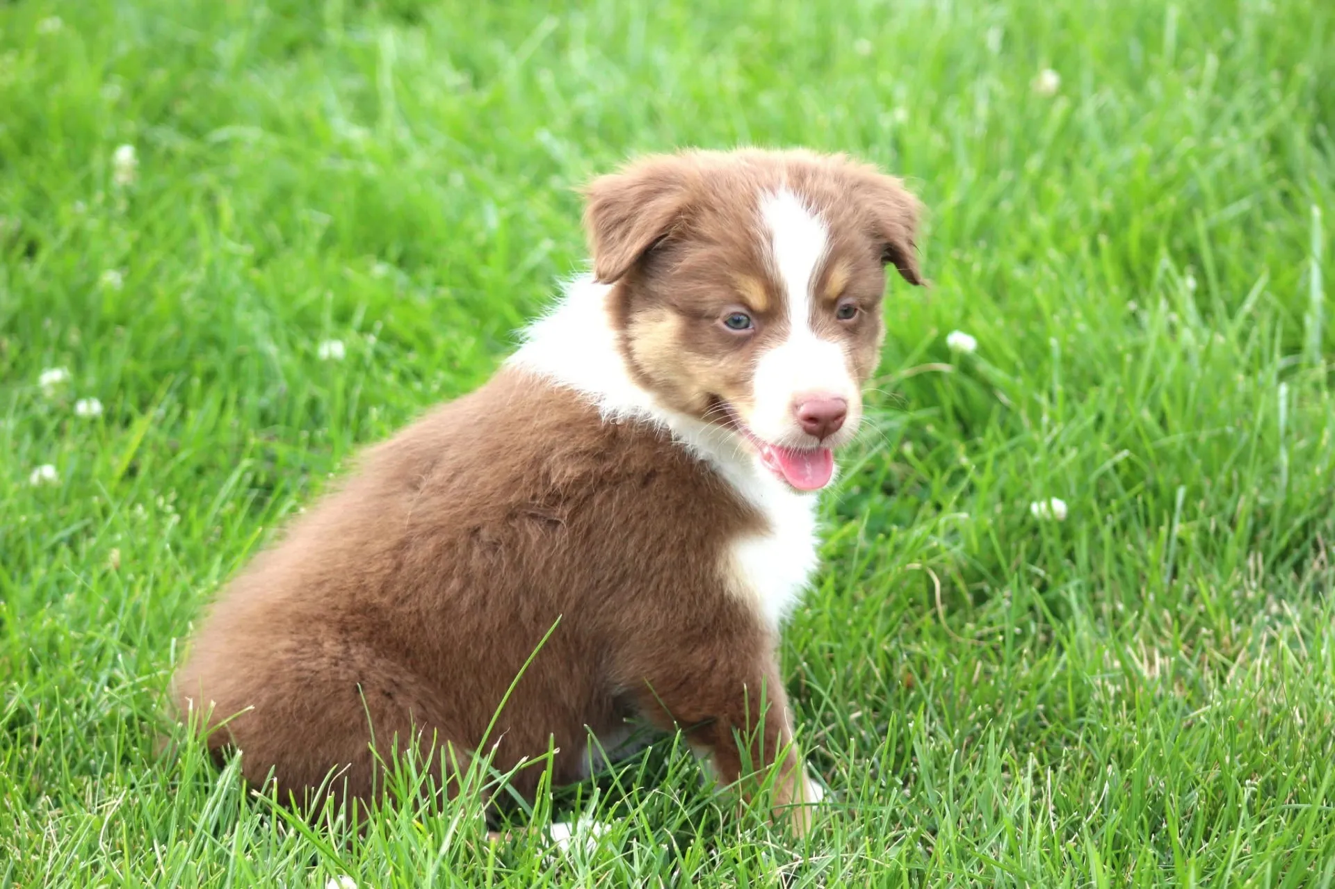 A litter of Australian Shepherd puppies with a variety of coat colors