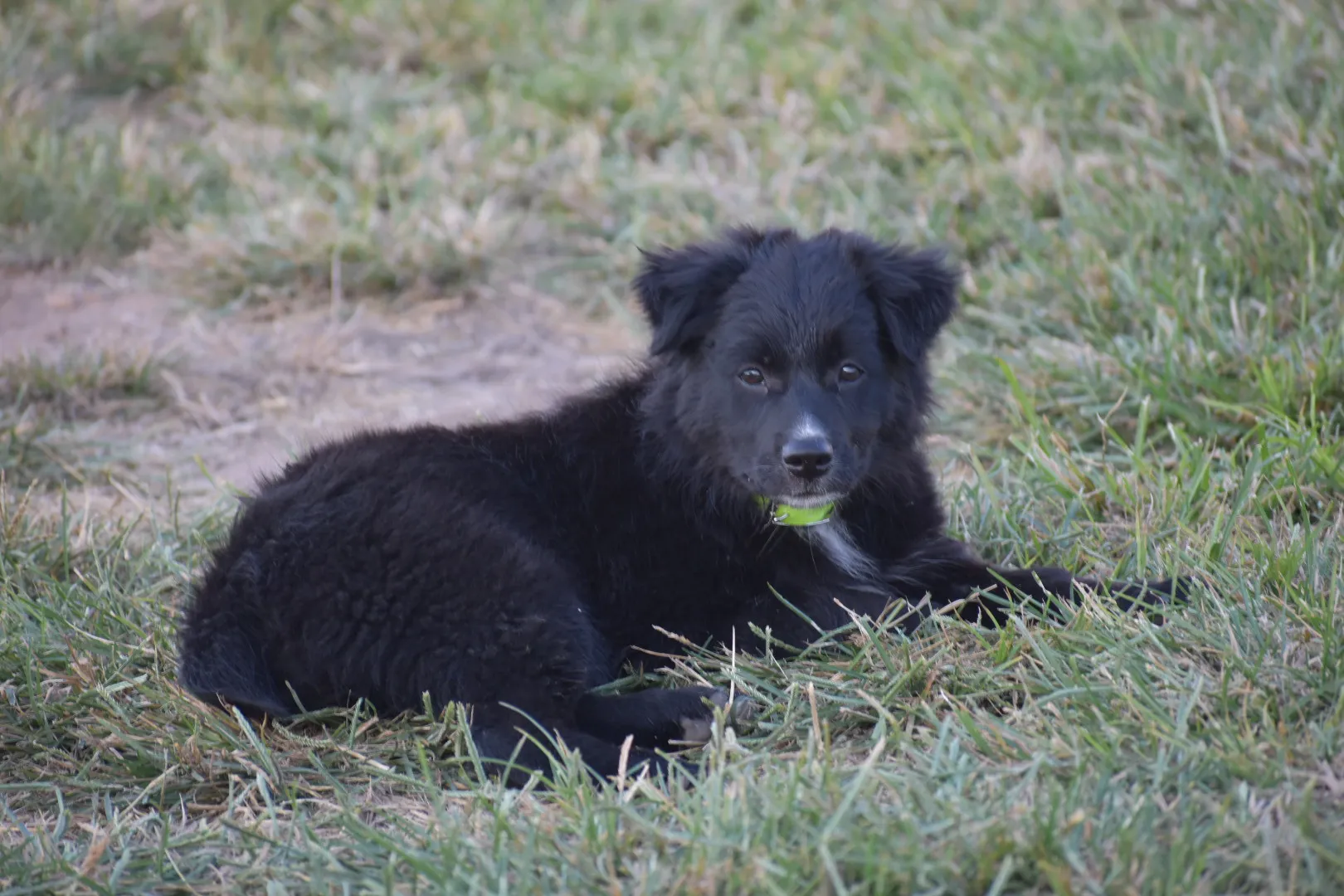 A litter of black and tan Australian Shepherd puppies